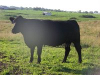 Pasture Pics 019.jpg