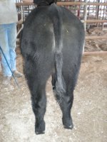 Fall 2010 steer 019.jpg
