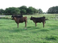 149 and 230 heifers.jpg