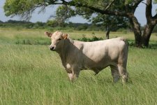 12 steer1.jpg