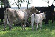12 steer.jpg