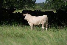 12 steer4.jpg