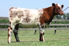 2010 calves 032.jpg