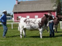 National Junior Shorthorn Show 2010 070.jpg