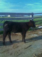 Bailout Heifer.jpg