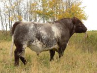 Ruffian Semex  pic.jpg