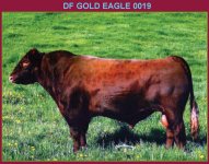 DF Gold Eagle 0019K.jpg