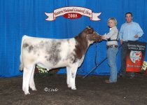 Ch Feeder Steer.jpg