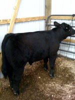 Steer2.JPG
