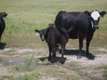 116 Sunseeker Heifer.jpg