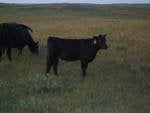 116 Sunseeker Heifer 2.jpg