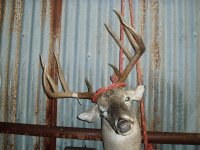 06 Whitetail 2.jpg