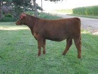 2010 Calves 028.jpg