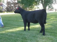 2010 Calves 005.jpg