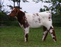 Shorthornsteer[1].jpg