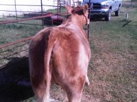 steer 8.1 - 1.jpg
