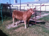 steer 8.1 - 2.jpg