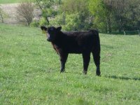 HW Heifer-resize.JPG