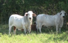 brahmans.jpg