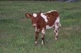 calves 043.JPG