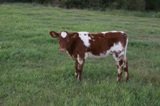 calves 044.JPG