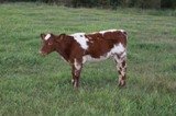 calves 045.JPG