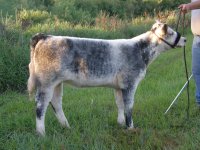 Blue Roan Heifer 003.jpg