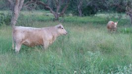 Nov_2009_Smokey Heifer.jpg