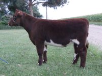 Cherry Bomb Heifer 007.jpg