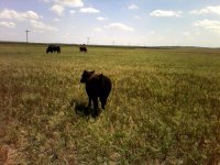 heifer.jpg