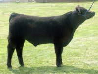 powertrip steer.jpg