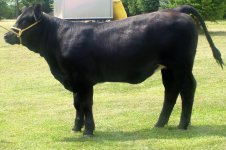 star power heifer.jpg