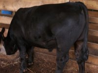 steer an heifer 001.jpg