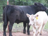 Aug 23 calf pics 021.jpg