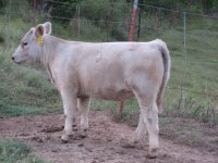 Aug 23 calf pics 016.jpg