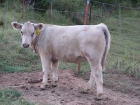 Aug 23 calf pics 017.jpg