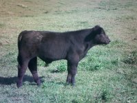 cows and stuff 018.jpg