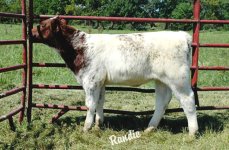 AUG Heifer 1.jpg