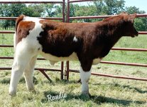 302 Bull Calf.jpg