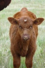 Diamond Prophecy 21P bull calf May 28 2010.jpg