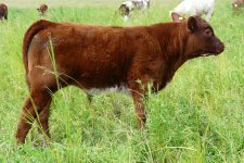 Diamond Prophecy 21P bull calf.jpg