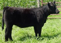 Bojo-crossbred-heifer.jpg