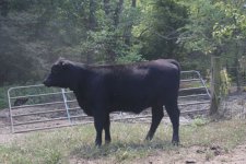 calf pic 2942.jpg