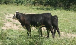 calf pic 2961.jpg