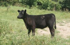 calf pic 2976.jpg