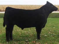 My%20Turn%20+%20Angus%20Steer%20010.jpg