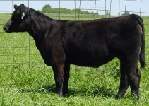 Money-Shot-halfblood-simmy-heifer.jpg
