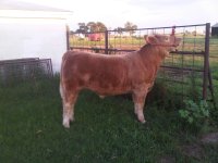 steer 8.20 - 2.JPG