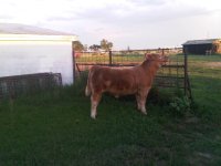 steer 8.20 - 1.JPG