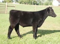 Tag 1 Steer.jpg